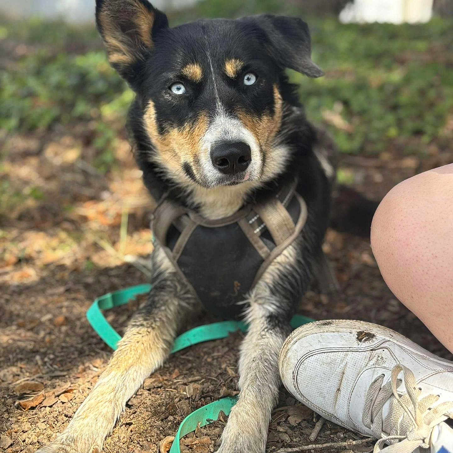 Urma participe au concours pour gagner de l'argent avec cette photo : animal, blue_eyes, canine, closeup, curious, dirt, dog, forest_floor, ground, leash, muddy_paws, natural_light, nature, one_ear_down, one_ear_up, outdoor, person_leg, pet, resting, white_sneaker
