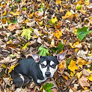 Diego is registered to the contest to win money with this photo: animal, autumn, background_blur, black_and_white, canine, colorful, cute, dog, ears, eyes, fall, forest_floor, leaf_pile, leaves, nature, outdoor, pet, portrait, seasonal, small_dog