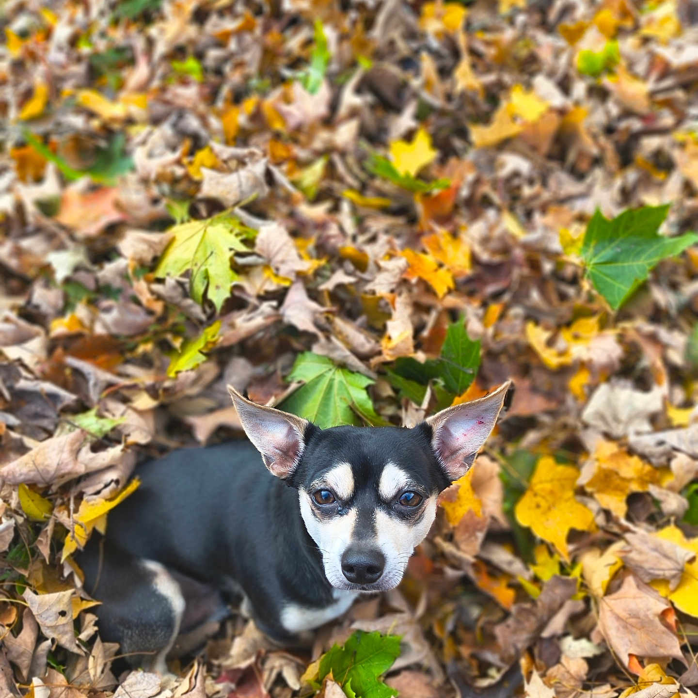 Diego is registered to the contest to win money with this photo: animal, autumn, background_blur, black_and_white, canine, colorful, cute, dog, ears, eyes, fall, forest_floor, leaf_pile, leaves, nature, outdoor, pet, portrait, seasonal, small_dog