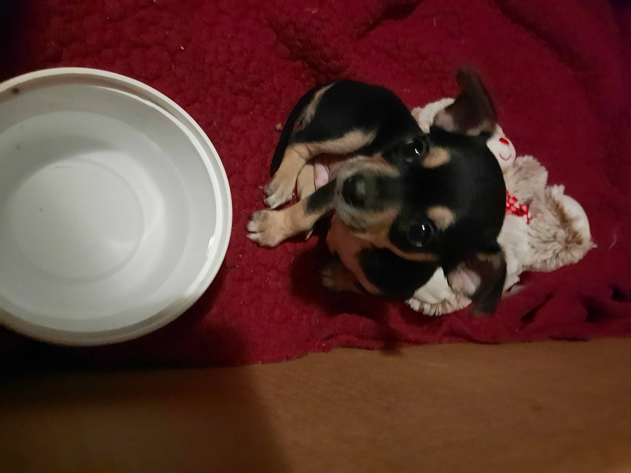 Diego is registered to the contest to win money with this photo: boston_terrier, canidae, carnivore, chihuahua, comfort, companion_dog, dishware, dog, dog_breed, fawn, paw, puppy, serveware, snout, sporting_group, tableware, tail, toy_dog, whiskers, working_animal