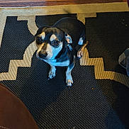 Mr D joined the competition — help win amazing prizes! dog, small_dog, black_and_white, pet, indoor, floor_rug, curious, looking_up, canine, animal, companion, fur, ears, paws, nail, collar, home, wood_floor, pattern, texture