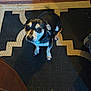 dog, small_dog, black_and_white, pet, indoor, floor_rug, curious, looking_up, canine, animal, companion, fur, ears, paws, nail, collar, home, wood_floor, pattern, texture