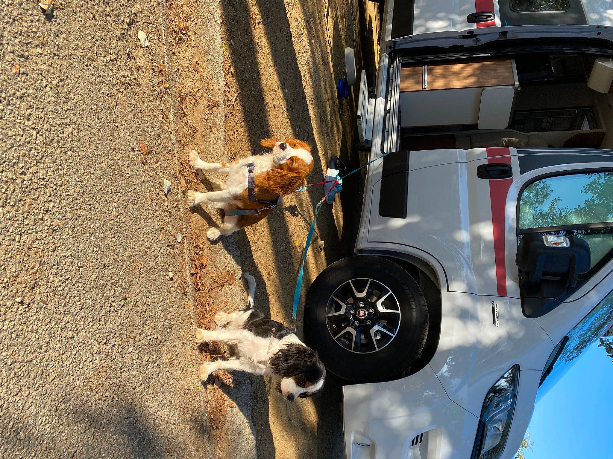 Théophile participe au concours pour gagner de l'argent avec cette photo : asphalt, automotive_design, automotive_exterior, automotive_lighting, automotive_tire, automotive_wheel_system, bumper, car, dog, fender, hood, hubcap, mammal, mode_of_transport, motor_vehicle, tire, vehicle, vehicle_door, wheel, window