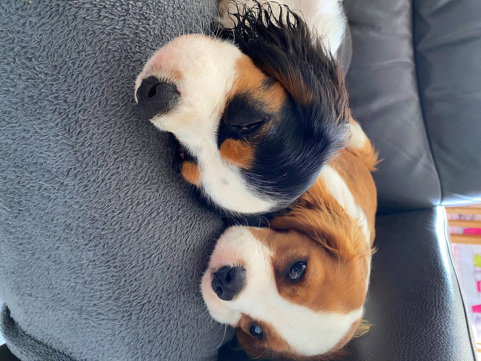 Théophile participe au concours pour gagner de l'argent avec cette photo : canidae, carnivore, comfort, companion_dog, couch, dog, dog_breed, dog_supply, eyewear, fawn, fur, nose, paw, snout, sporting_group, sunglasses, tail, toy_dog, whiskers, working_animal