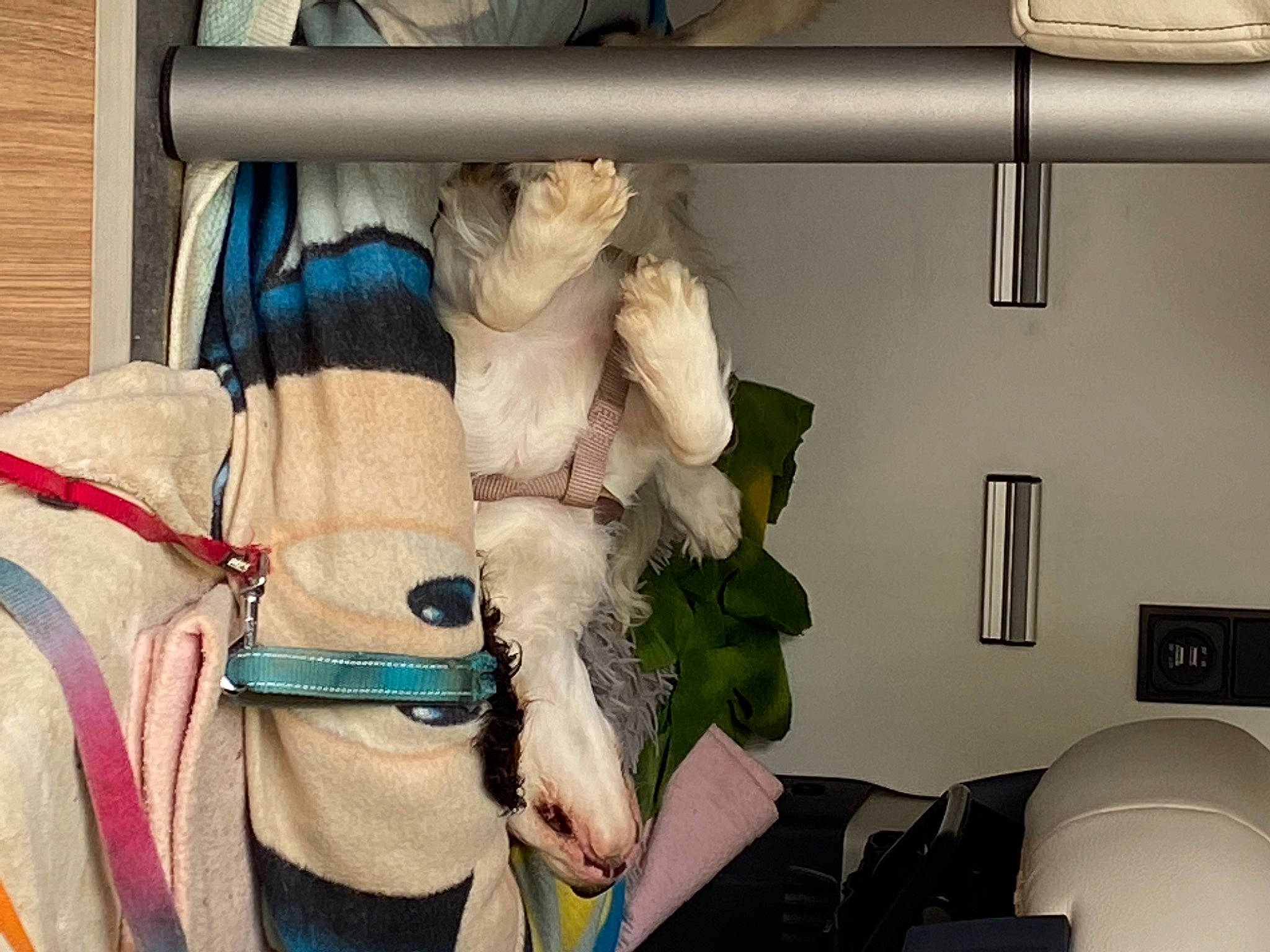 Théophile a rejoint le concours — aidez-le/la à gagner de superbes lots ! automotive_design, comfort, fashion_design, fur, room, stuffed_toy, toy, vehicle, wood