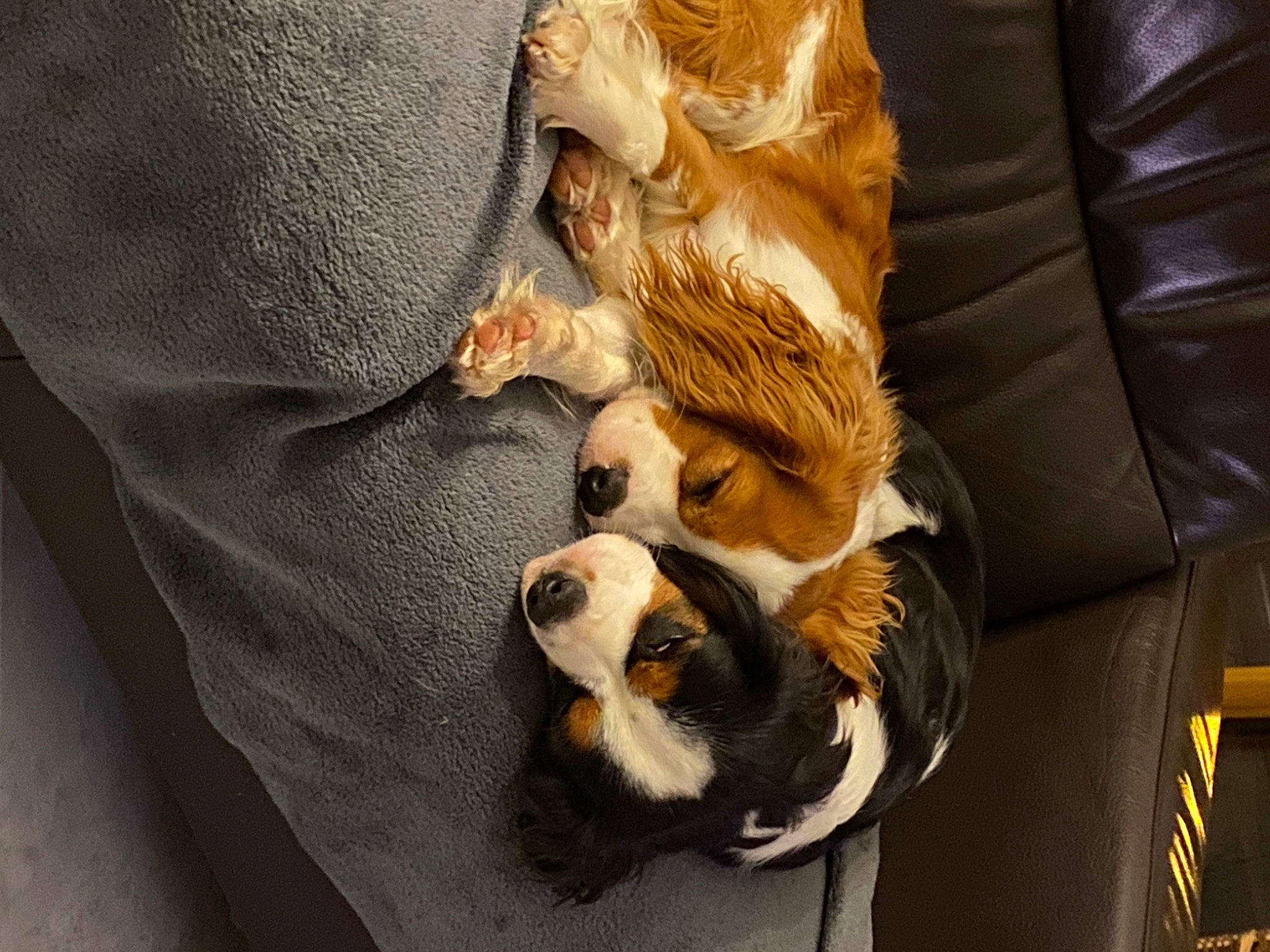 Théophile participe au concours pour gagner de l'argent avec cette photo : ball, canidae, carnivore, comfort, companion_dog, dog, dog_breed, fawn, felidae, fur, human_leg, paw, small_to_medium_sized_cats, snout, sporting_group, tail, toy_dog, whiskers, wood, working_animal