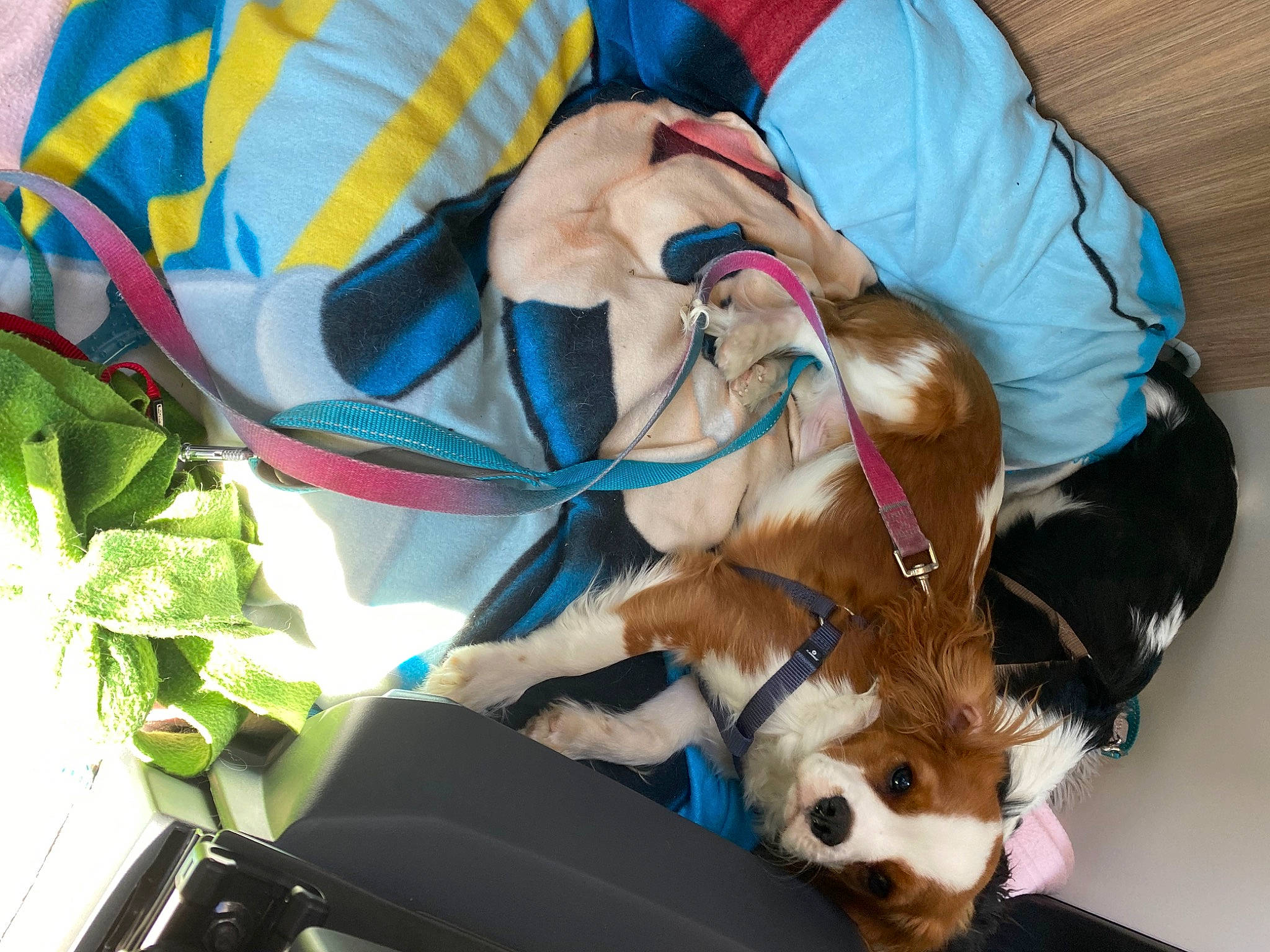 Thibert a rejoint le concours — aidez-le/la à gagner de superbes lots ! bag, carnivore, collar, companion_dog, dog, dog_breed, dog_supply, eyewear, fawn, fur, leash, luggage_and_bags, mammal, personal_protective_equipment, plant, sporting_group, stuffed_toy, toy, toy_dog, working_animal