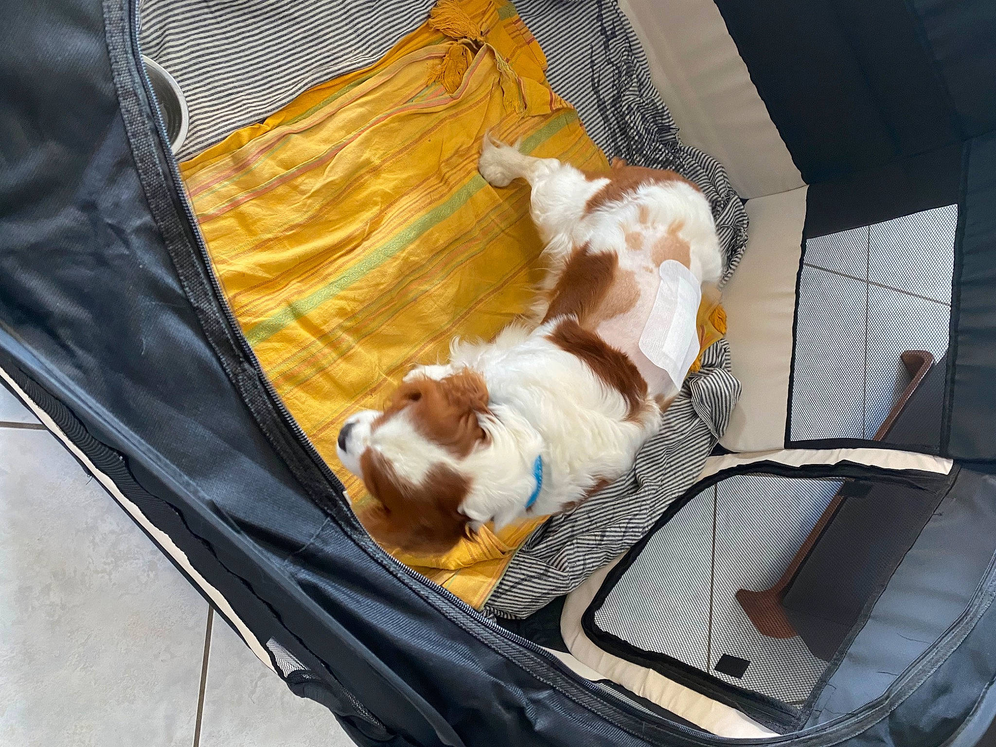 Thibert participe au concours pour gagner de l'argent avec cette photo : automotive_exterior, automotive_lighting, automotive_mirror, carnivore, chair, comfort, companion_dog, dog, dog_breed, felidae, hood, motor_vehicle, small_to_medium_sized_cats, sporting_group, tail, tints_and_shades, vehicle_door, window, windscreen_wiper, windshield