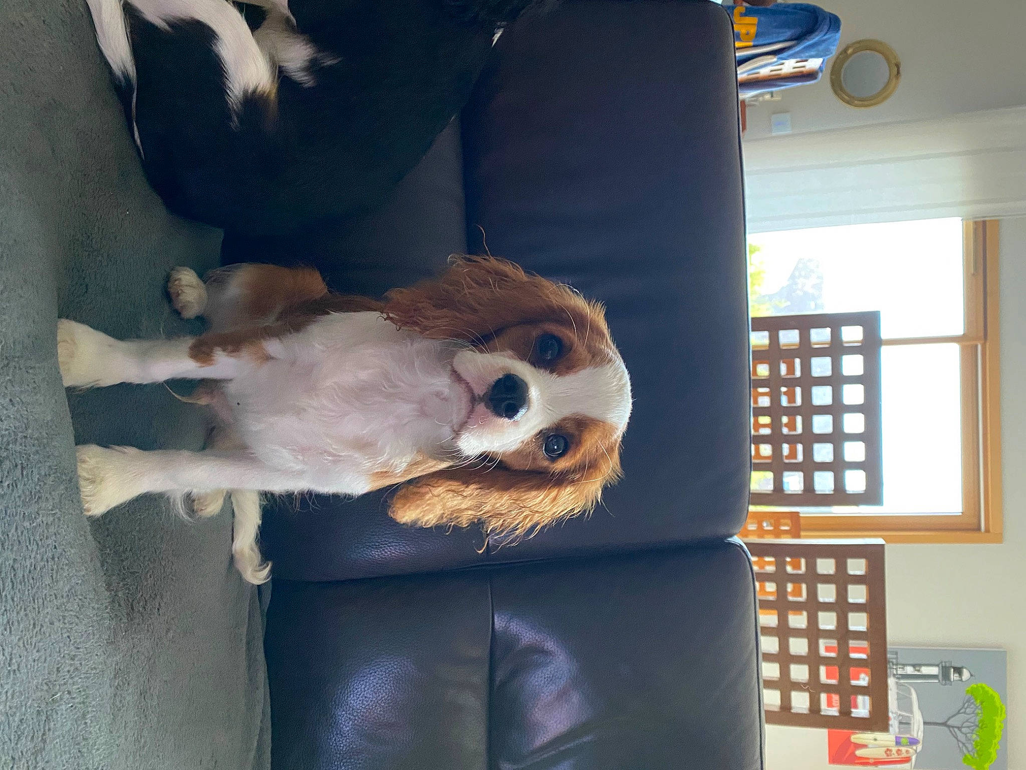 Thibert participe au concours pour gagner de l'argent avec cette photo : art, bookcase, canidae, companion_dog, dog_breed, fawn, fur, plush, room, shelf, shelving, skull, sporting_group, stuffed_toy, tail, toy, visual_arts, whiskers, window, wood