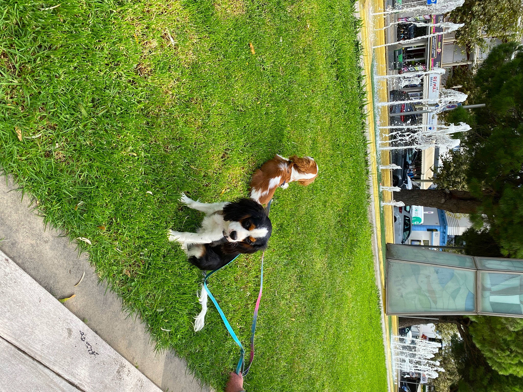 Thibert participe au concours pour gagner de l'argent avec cette photo : carnivore, companion_dog, dog, dog_breed, garden, grass, groundcover, landscape, lawn, leisure, line, plant, pole, recreation, shrub, slope, sporting_group, tail, tree, urban_design