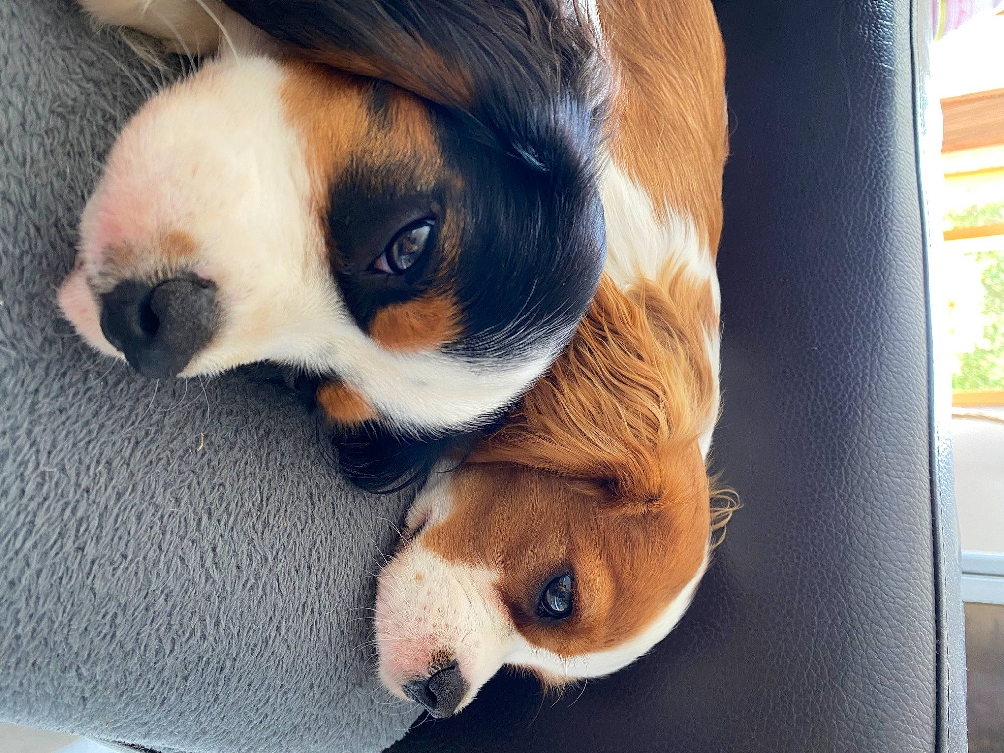 Thibert participe au concours pour gagner de l'argent avec cette photo : canidae, carnivore, comfort, companion_dog, dog, dog_breed, fawn, fur, paw, snout, sporting_group, terrestrial_animal, toy_dog, whiskers, window, working_animal