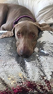 Chance joined the competition — help win amazing prizes! beagador, blue_lacy, canidae, carnivore, dog, dog_breed, fawn, hunting_dog, labrador_retriever, liver, mammal, mountain_cur, pointing_breed, snout, sporting_group, vertebrate, weimaraner