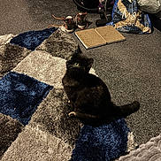 Flora joined the competition — help win amazing prizes! animal, bag, black_cat, carpet, cat, cozy, curious, domestic, floor, furniture, home, indoor, looking_up, pet, pet_carrier, rug, shoes, texture, vacuum_cleaner, yellow_eyes