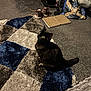 animal, bag, black_cat, carpet, cat, cozy, curious, domestic, floor, furniture, home, indoor, looking_up, pet, pet_carrier, rug, shoes, texture, vacuum_cleaner, yellow_eyes