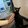 Flora joined the competition — help win amazing prizes! animal, black_cat, carpet, cat, curious, domestic_cat, feline, floor, fur, hand, home, indoor, kitchen, licking, mammal, person, pet, playing, radiator, yellow_eyes