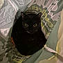 Flora is registered to the contest to win money with this photo: animal, black_cat, cat, close_up, cozy, curious, cute, dark_fur, ears, eyes, feline, hidden, indoor, inside_bag, mystery, pet, plastic_bag, shadow, soft_light, whiskers