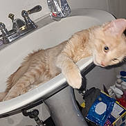 Fluffer Duffer is registered to the contest to win money with this photo: abyssinian, alloywheel, animal, basin, bathing, bathtub, car, carwheel, cat, clothing, glove, indoors, kitten, manx, person, pet, sink, sinkfaucet, tap, tub