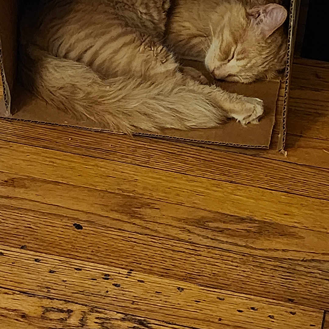 Fluffer Duffer is registered to the contest to win money with this photo: abyssinian, animal, box, cardboard, carton, cat, crate, drawer, furniture, hardwood, indoors, interiordesign, kitten, manx, person, pet, plywood, sleeping, stainedwood, wood
