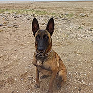 Chika participe au concours pour gagner de l'argent avec cette photo : dog, belgian_malinois, sitting, beach, sand, rocks, outdoor, animal, pet, canine, collar, brown_fur, alert, ears_up, nature, landscape, quiet, daytime, sky, horizon