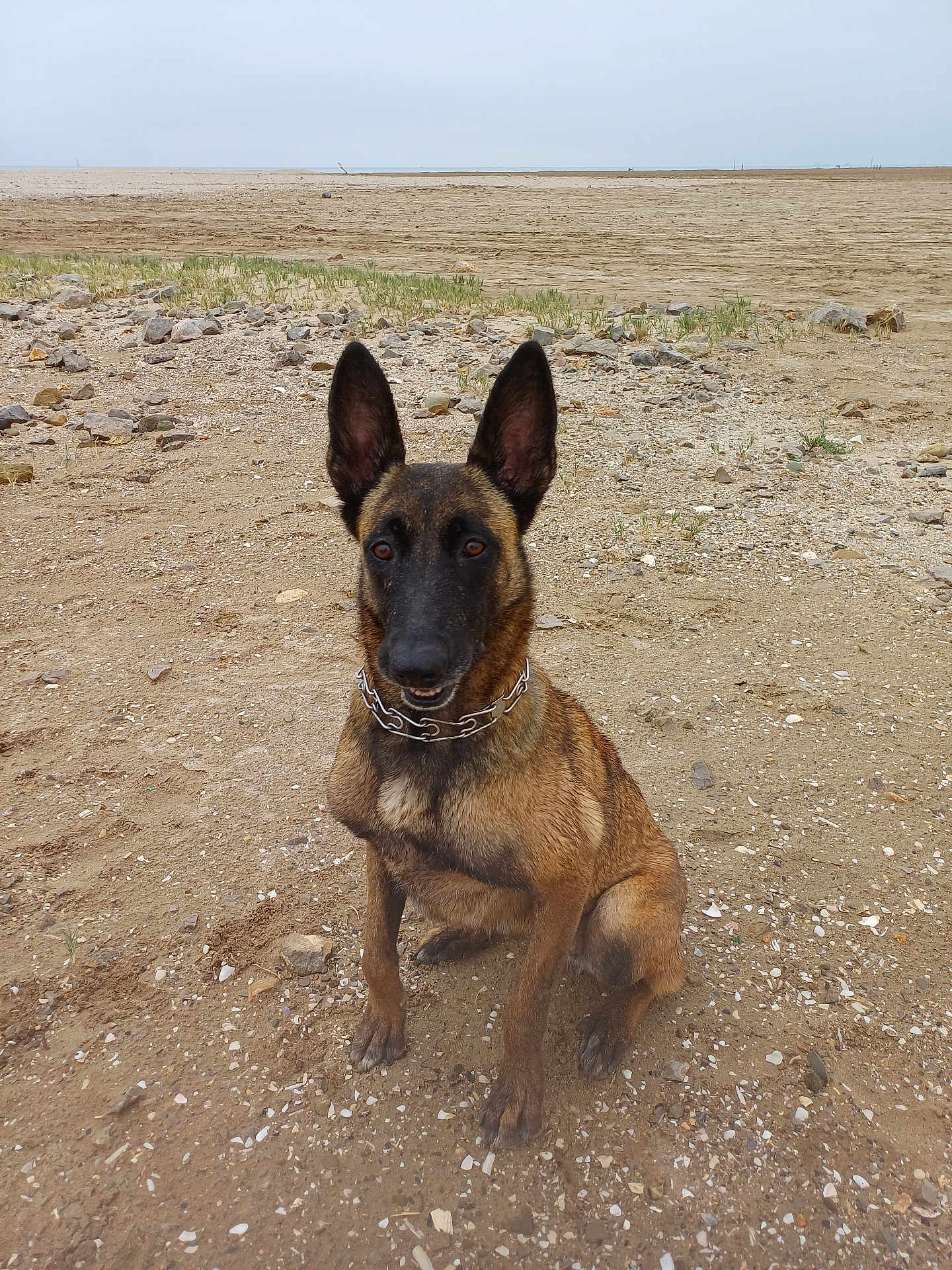 Chika participe au concours pour gagner de l'argent avec cette photo : dog, belgian_malinois, sitting, beach, sand, rocks, outdoor, animal, pet, canine, collar, brown_fur, alert, ears_up, nature, landscape, quiet, daytime, sky, horizon