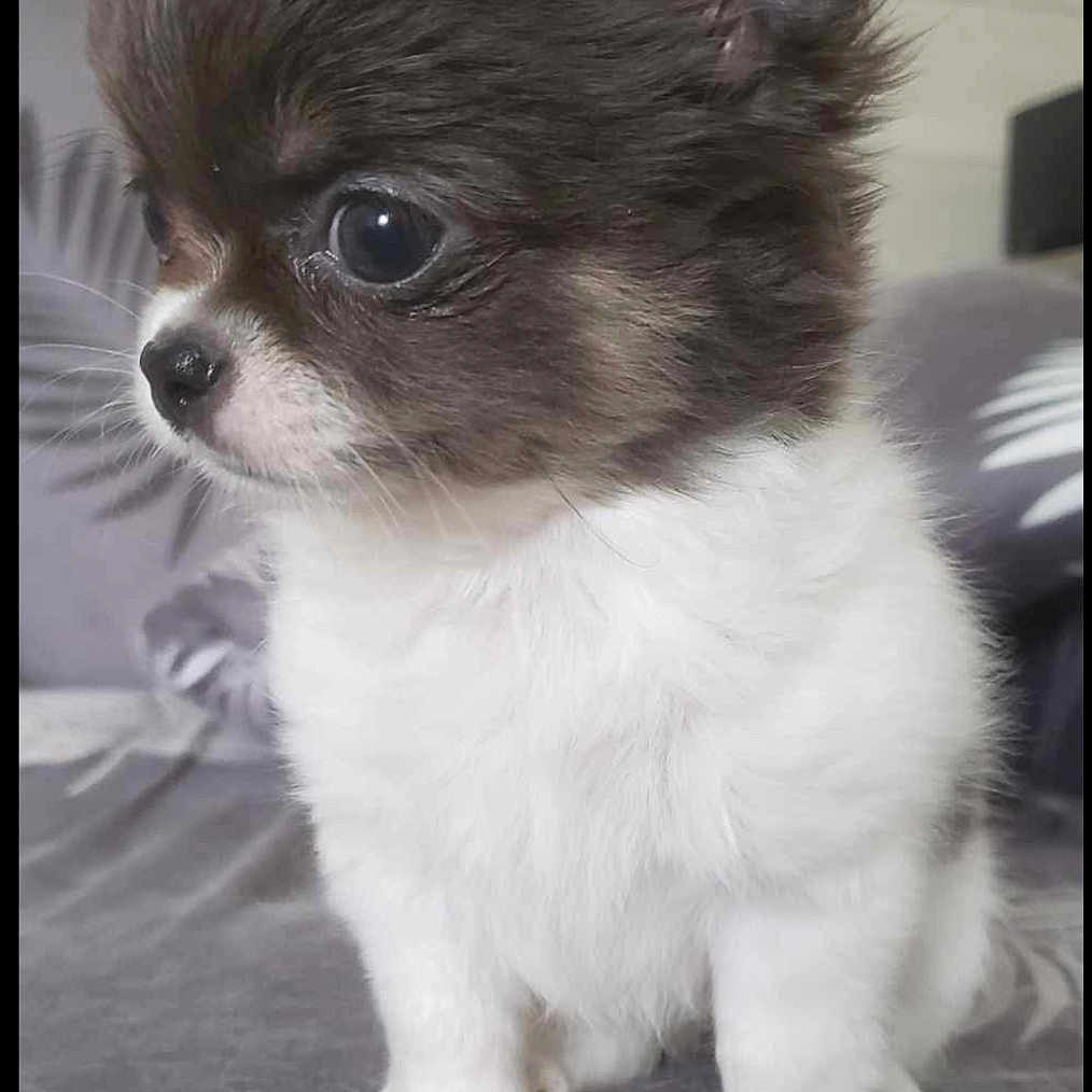 Lily a rejoint le concours — aidez-le/la à gagner de superbes lots ! animal, brown_fur, closeup, cute, dog, domestic_animal, ears, eyes, fluffy, fur, indoor, nose, pet, portrait, puppy, sitting, small_dog, soft_texture, white_fur, young