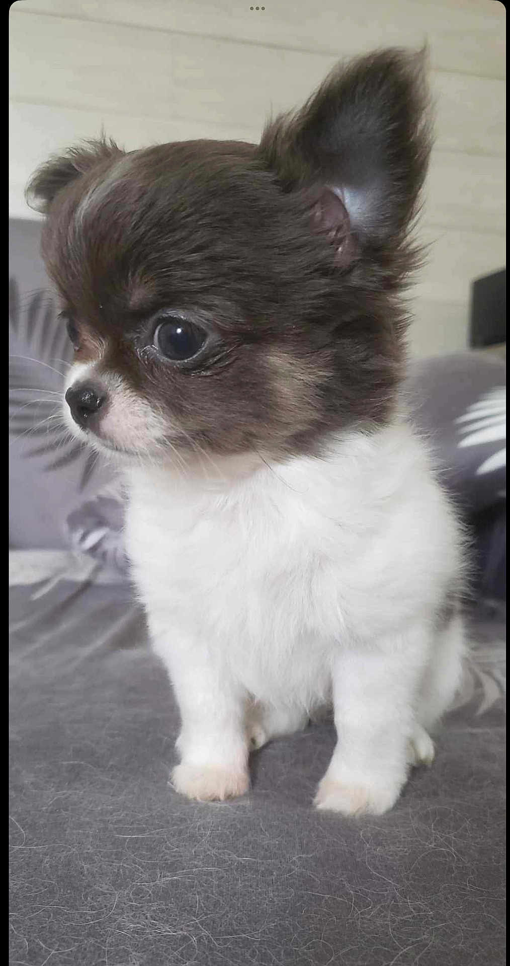 Lily a rejoint le concours — aidez-le/la à gagner de superbes lots ! puppy, dog, small_dog, fluffy, white_fur, brown_fur, pet, cute, indoor, portrait, sitting, closeup, animal, young, domestic_animal, soft_texture, fur, ears, eyes, nose