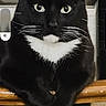 Oreo is registered to the contest to win money with this photo: cat, tuxedo_cat, black_and_white, whiskers, green_eyes, sitting, crossed_paws, fluffy, fur, portrait, indoors, chair, wood, carpet, window, pet, animal, close_up, centered, serious_expression