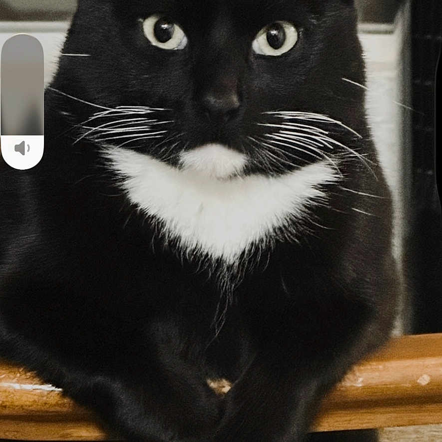 Oreo