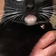 Oreo is registered to the contest to win money with this photo: black_cat, cat, pet, animal, feline, whiskers, green_eyes, tongue_out, close_up, portrait, indoor, collar, collar_charm, being_held, human_hand, black_fur, curious, cute, vertical_photo, home