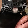 black_cat, cat, pet, animal, feline, whiskers, green_eyes, tongue_out, close_up, portrait, indoor, collar, collar_charm, being_held, human_hand, black_fur, curious, cute, vertical_photo, home