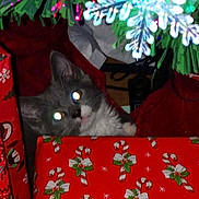 Winston is registered to the contest to win money with this photo: cat, christmas, presents, holiday, decorations, snowflake, greenery, red_wrapping_paper, festive, curious, pet, indoor, glowing_eyes, feline, christmas_tree, holiday_season, celebration, cute, animal, gifts