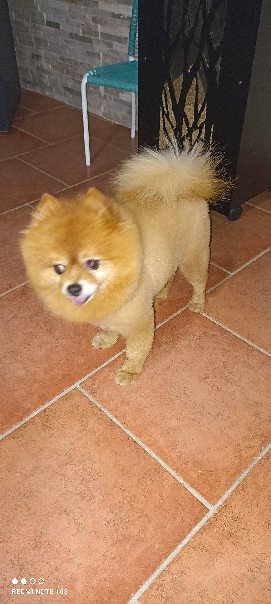 Ikki participe au concours pour gagner de l'argent avec cette photo : ancient_dog_breeds, canidae, carnivore, companion_dog, dog, dog_breed, fawn, flooring, fur, german_spitz_klein, hardwood, liver, non_sporting_group, snout, spitz, sporting_group, tail, tile_flooring, toy_dog, working_animal