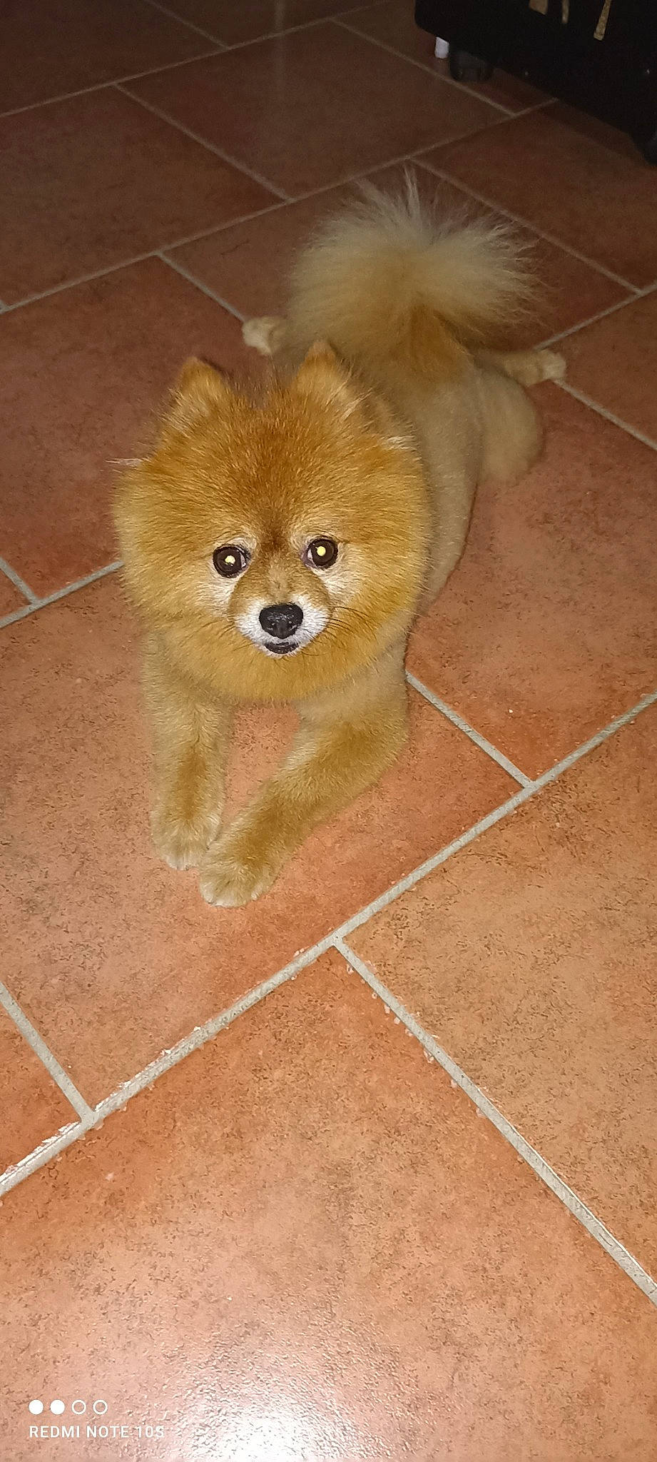 Ikki participe au concours pour gagner de l'argent avec cette photo : canidae, carnivore, companion_dog, dog, dog_breed, dog_supply, fawn, flooring, fur, german_spitz, german_spitz_klein, liver, pomeranian, snout, spitz, sporting_group, toy_dog, volpino_italiano, whiskers, working_animal