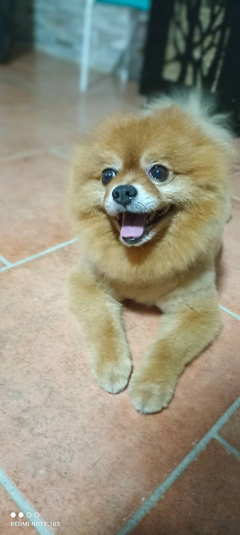 Ikki participe au concours pour gagner de l'argent avec cette photo : ancient_dog_breeds, canidae, carnivore, companion_dog, dog, dog_breed, dog_supply, flooring, fur, german_spitz, german_spitz_klein, liver, pomeranian, smile, spitz, terrestrial_animal, toy_dog, volpino_italiano, whiskers, working_animal