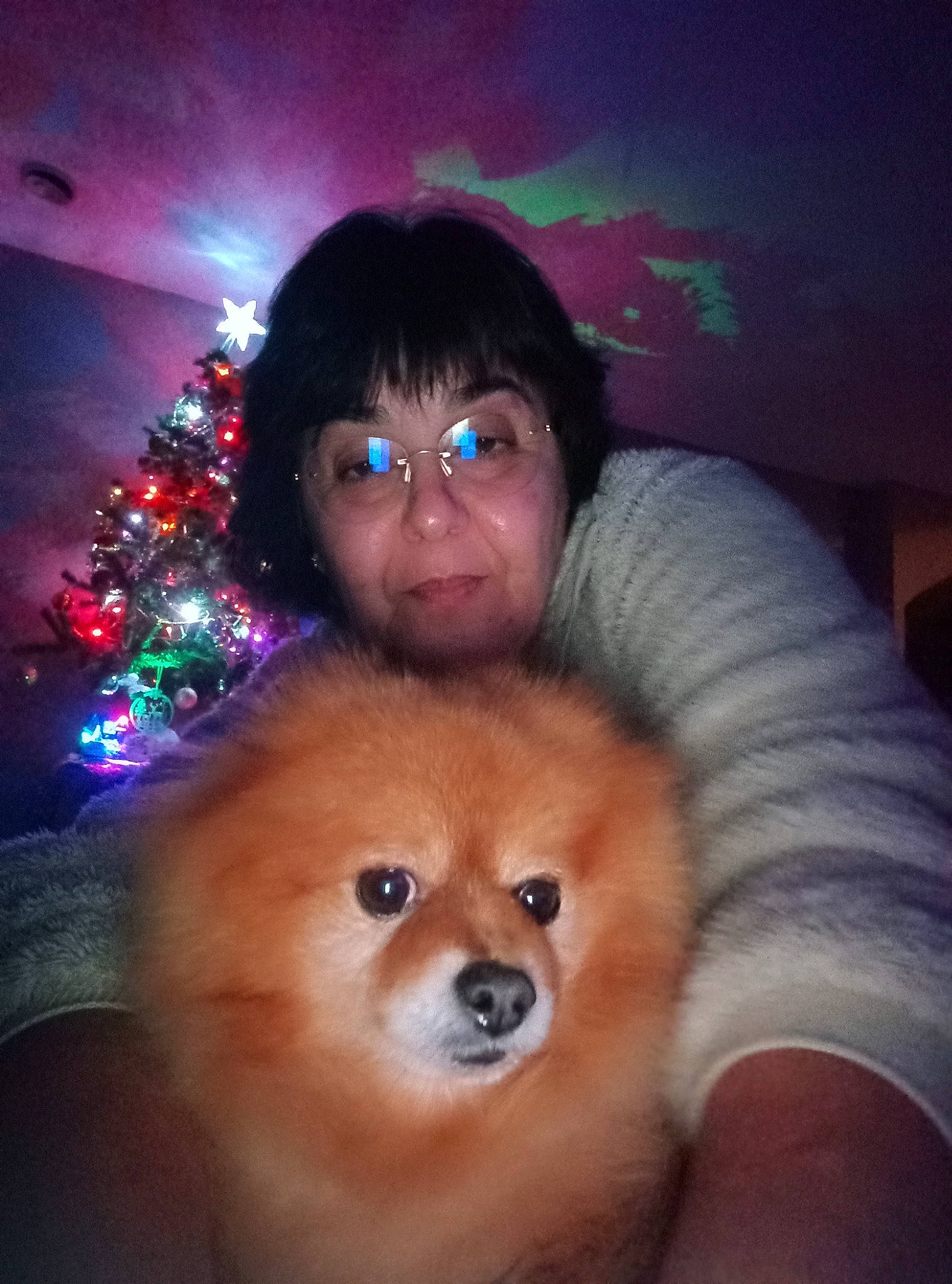 Ikki a rejoint le concours — aidez-le/la à gagner de superbes lots ! carnivore, christmas_tree, companion_dog, dog, dog_breed, eye, eyewear, fawn, fun, german_spitz, german_spitz_mittel, glasses, happy, nose, smile, snout, spitz, toy_dog, vision_care, whiskers