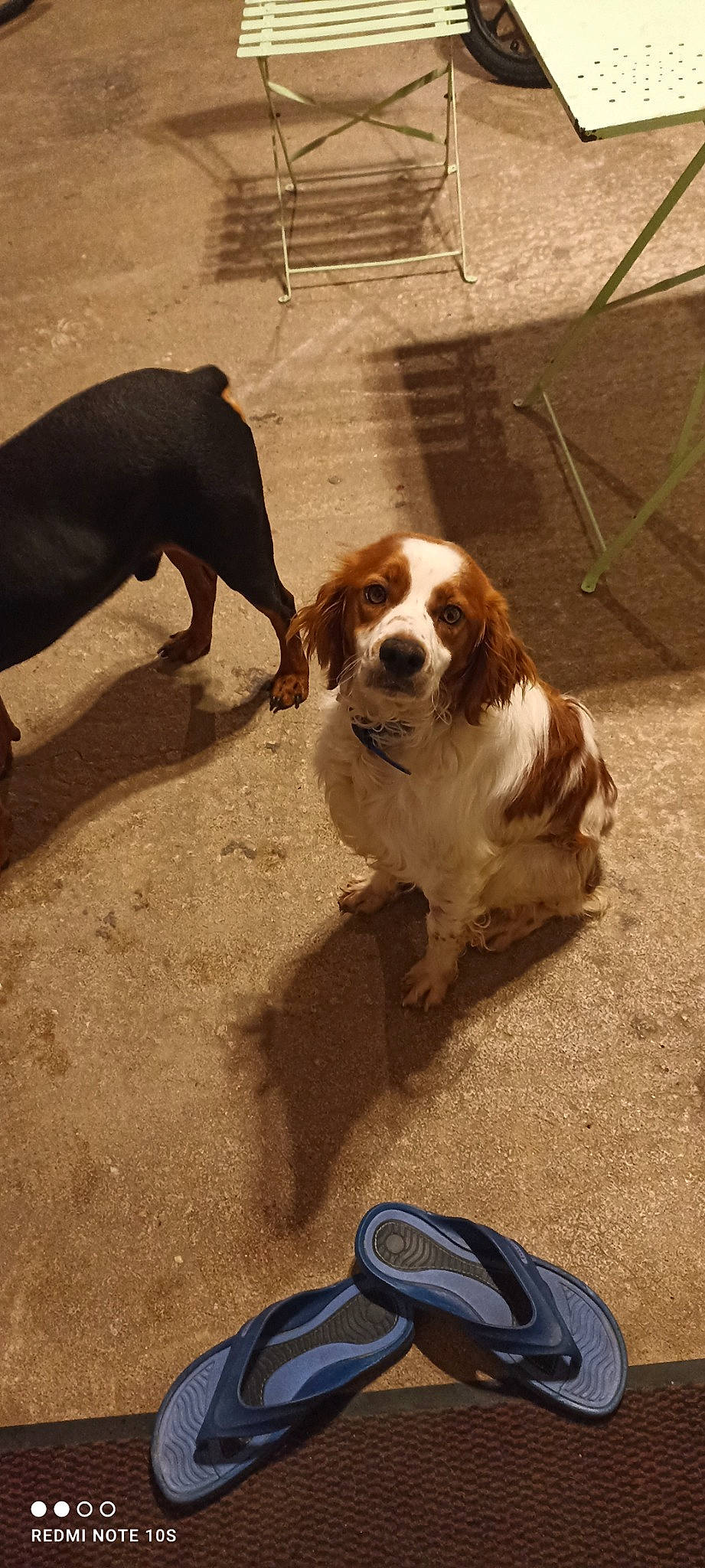 Tango participe au concours pour gagner de l'argent avec cette photo : canidae, carnivore, companion_dog, dog, dog_breed, fawn, fur, gun_dog, hound, hunting_dog, liver, paw, road_surface, scent_hound, snout, sporting_group, tail, terrestrial_animal, working_animal, working_dog