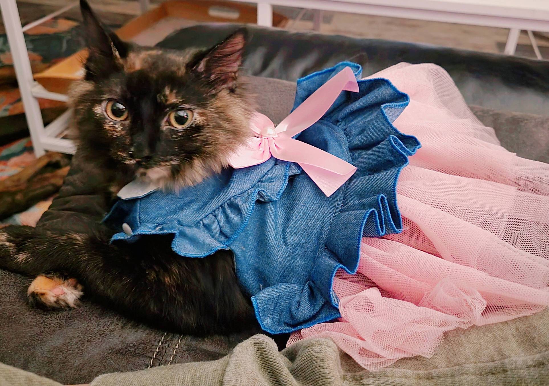 Doja is registered to the contest to win money with this photo: canidae, carnivore, claw, comfort, companion_dog, dog, dog_breed, dog_supply, electric_blue, fawn, felidae, fur, paw, sleeve, small_to_medium_sized_cats, snout, sporting_group, tail, toy_dog, whiskers