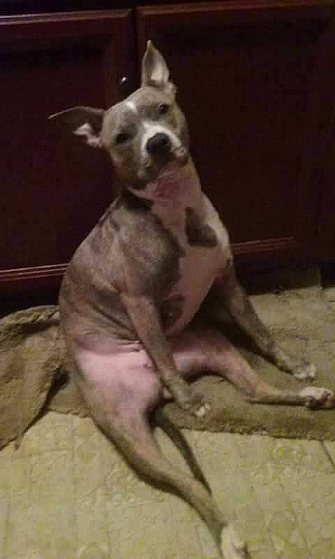 Babi Gurl joined the competition — help win amazing prizes! american_pit_bull_terrier, american_staffordshire_terrier, bully_kutta, canidae, carnivore, dog, dog_breed, fawn, great_dane, gull_terr, mammal, non_sporting_group, pit_bull, tail, vertebrate