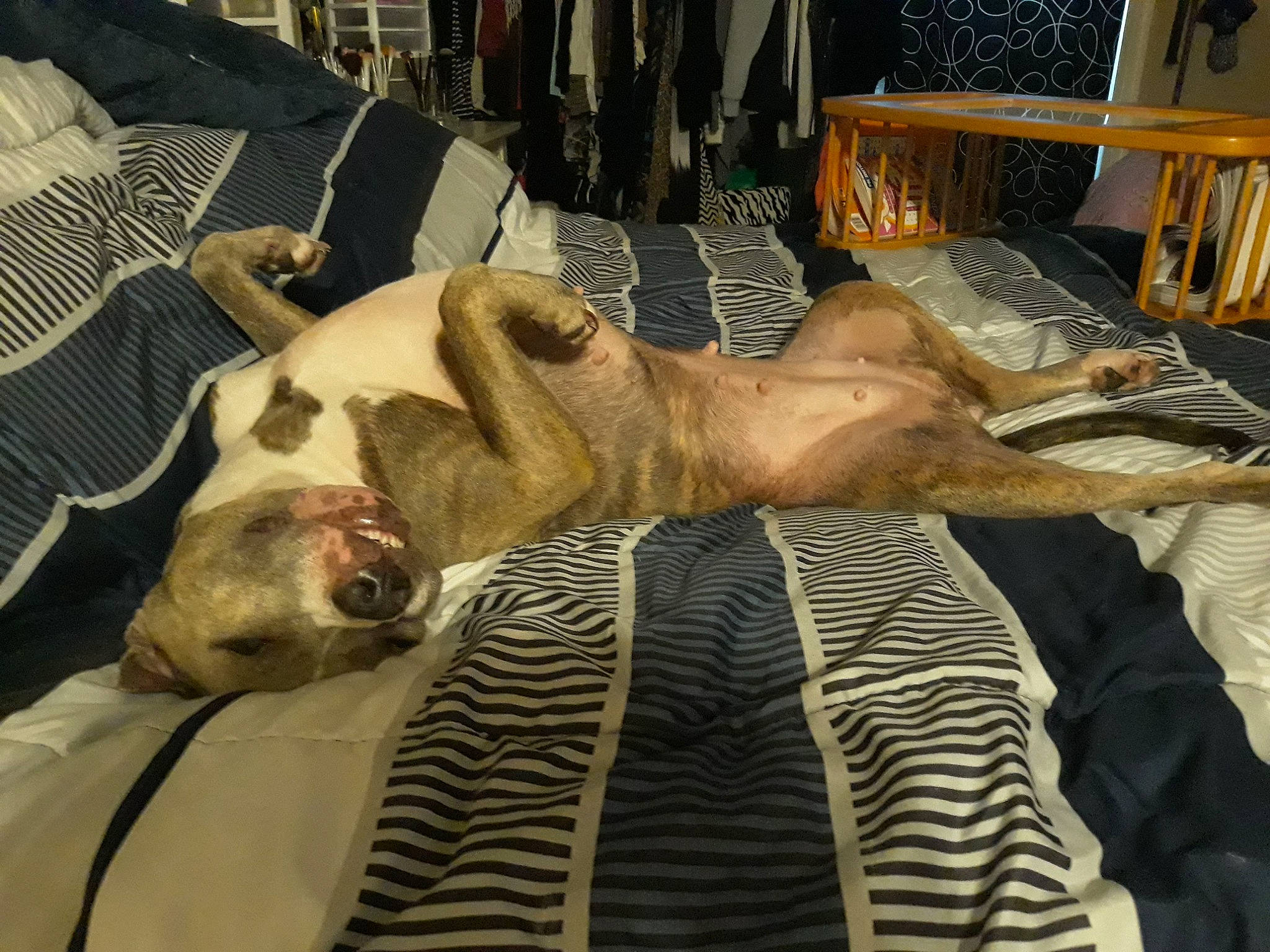 Babi Gurl joined the competition — help win amazing prizes! canidae, carnivore, dog, dog_breed, fawn, galgo_espanol, lurcher, nap, snout