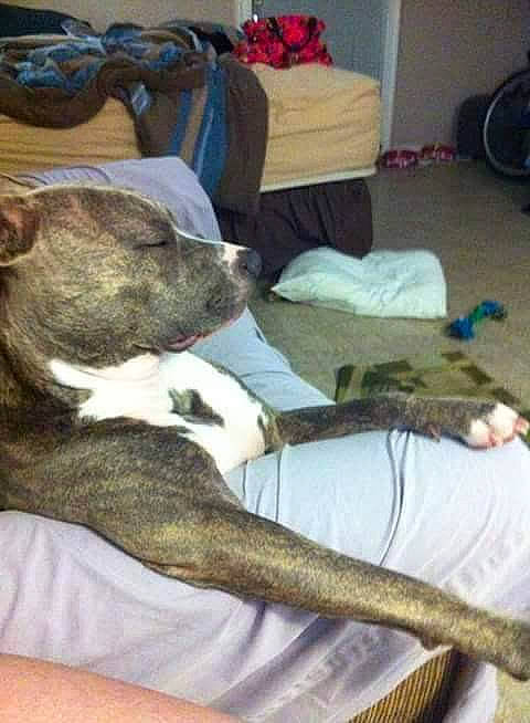 Babi Gurl is registered to the contest to win money with this photo: alaunt, american_bulldog, american_pit_bull_terrier, american_staffordshire_terrier, bandog, bully_kutta, canidae, carnivore, dog, dog_breed, fawn, mammal, non_sporting_group, pit_bull, vertebrate