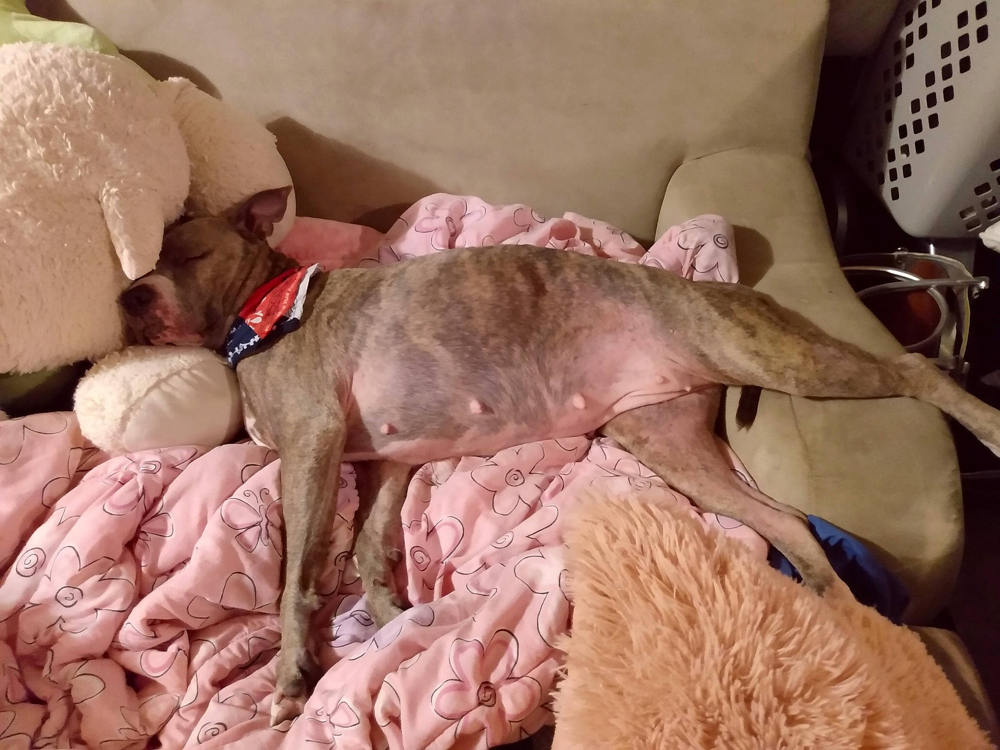 Babi Gurl joined the competition — help win amazing prizes! american_hairless_terrier, canidae, carnivore, comfort, companion_dog, dog, dog_breed, fawn, italian_greyhound, nap, non_sporting_group, puppy, sporting_group, toy_dog, weimaraner, whippet