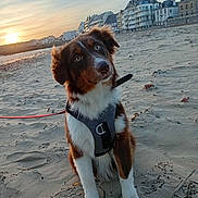 Holly a rejoint le concours — aidez-le/la à gagner de superbes lots ! dog, beach, sand, sunset, harness, buildings, leash, outdoor, pet, canine, sky, water, shore, sunlight, animal, nature, fur, portrait, daylight, cute