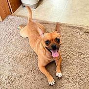 Queen Sheba Reba Rue is registered to the contest to win money with this photo: dog, small_dog, brown_dog, tongue_out, carpet, indoor, pet_bowl, playful, happy, canine, floor, tile_floor, ears_up, looking_up, tail_up, paw, animal, cute, companion, domestic_animal