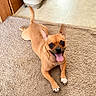 dog, small_dog, brown_dog, tongue_out, carpet, indoor, pet_bowl, playful, happy, canine, floor, tile_floor, ears_up, looking_up, tail_up, paw, animal, cute, companion, domestic_animal