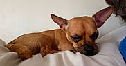 Queen Sheba Reba Rue is registered to the contest to win money with this photo: dog, brown_dog, small_dog, lying_down, resting, cozy, blanket, white_blanket, indoor, pet, cute, ears, fur, sleepy, companion, animal, relaxing, home, quiet, calm