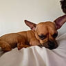 dog, brown_dog, small_dog, lying_down, resting, cozy, blanket, white_blanket, indoor, pet, cute, ears, fur, sleepy, companion, animal, relaxing, home, quiet, calm