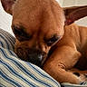 Queen Sheba Reba Rue is registered to the contest to win money with this photo: puppy, dog, sleeping, close_up, brown_fur, pet, animal, cute, resting, indoor, striped_fabric, cozy, soft_texture, face, paw, ears, napping, calm, young_dog, domestic_animal