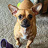 Queen Sheba Reba Rue is registered to the contest to win money with this photo: dog, small_dog, ears, brown_dog, carpet, indoor, pet, canine, tail, looking_up, curious, close_up, floor, couch, furniture, purple_bag, toy, playful, animal, domestic