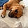 Queen Sheba Reba Rue