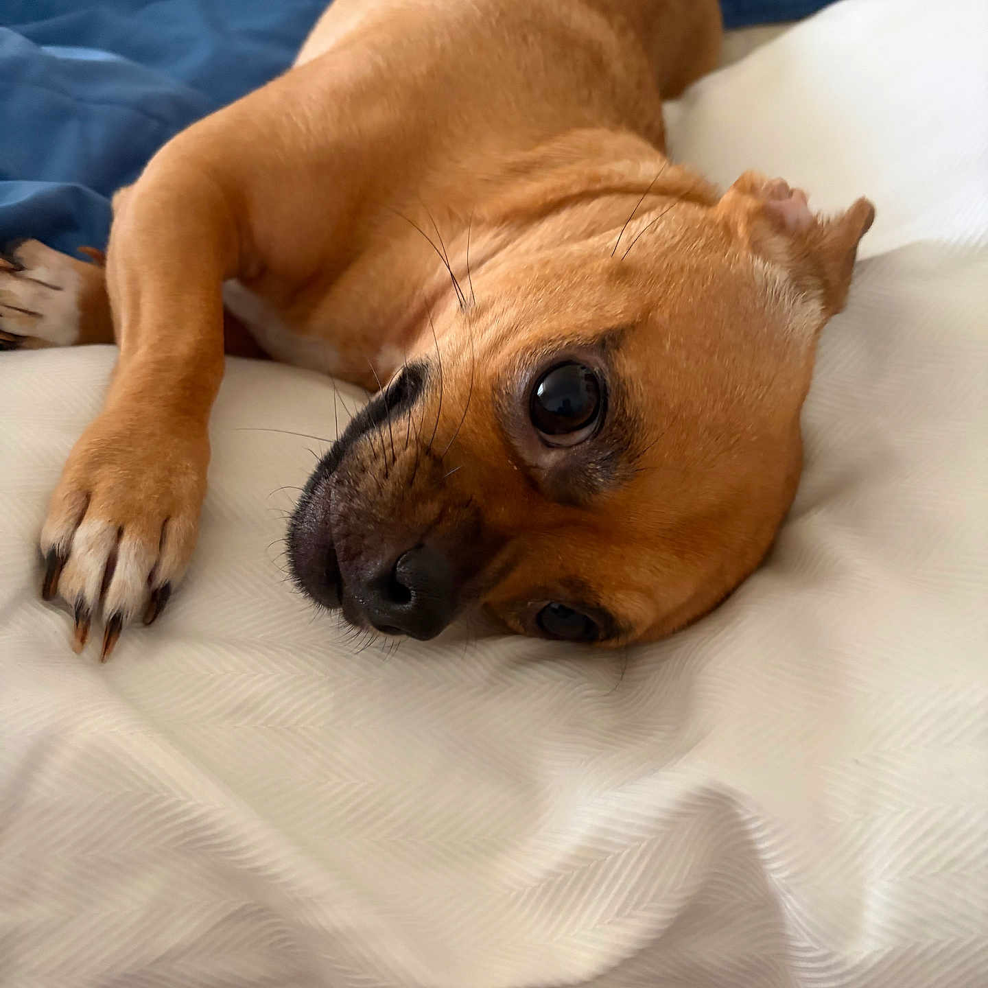 Queen Sheba Reba Rue is registered to the contest to win money with this photo: dog, pet, brown_dog, lying_down, blanket, white_blanket, blue_blanket, close_up, indoor, cute, small_dog, paw, fur, resting, canine, animal, snout, whiskers, relaxed, bed